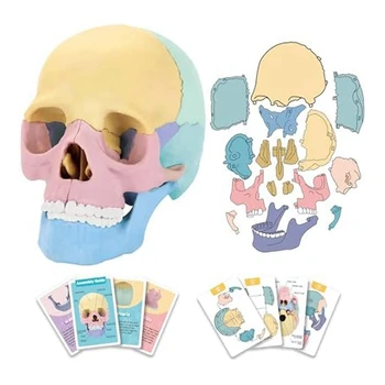1 комплект Пазлов с анатомией черепа человека Съемная Мини-модель человеческого черепа для обучения в клинике